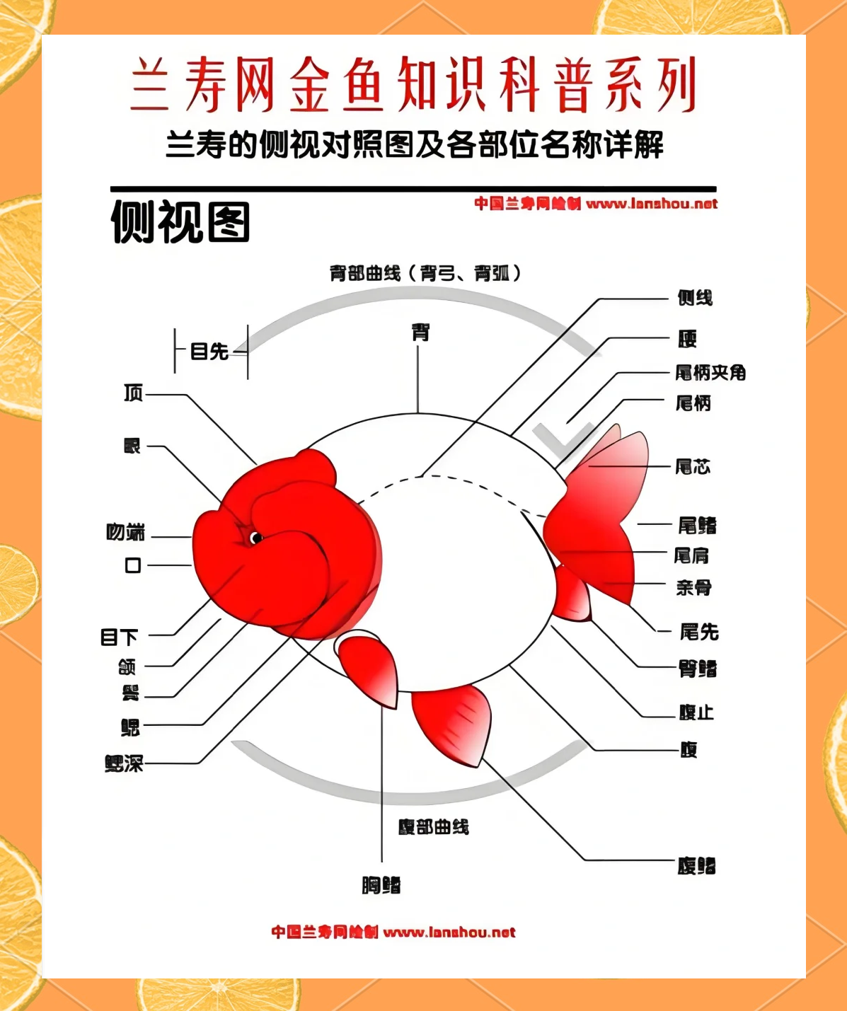 兰寿鱼图片从小到大图片