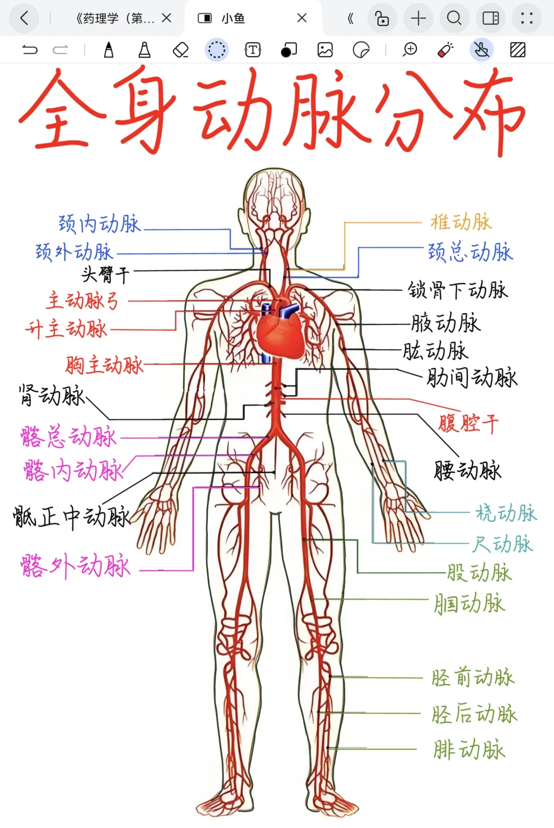 退烧大动脉位置图片图片