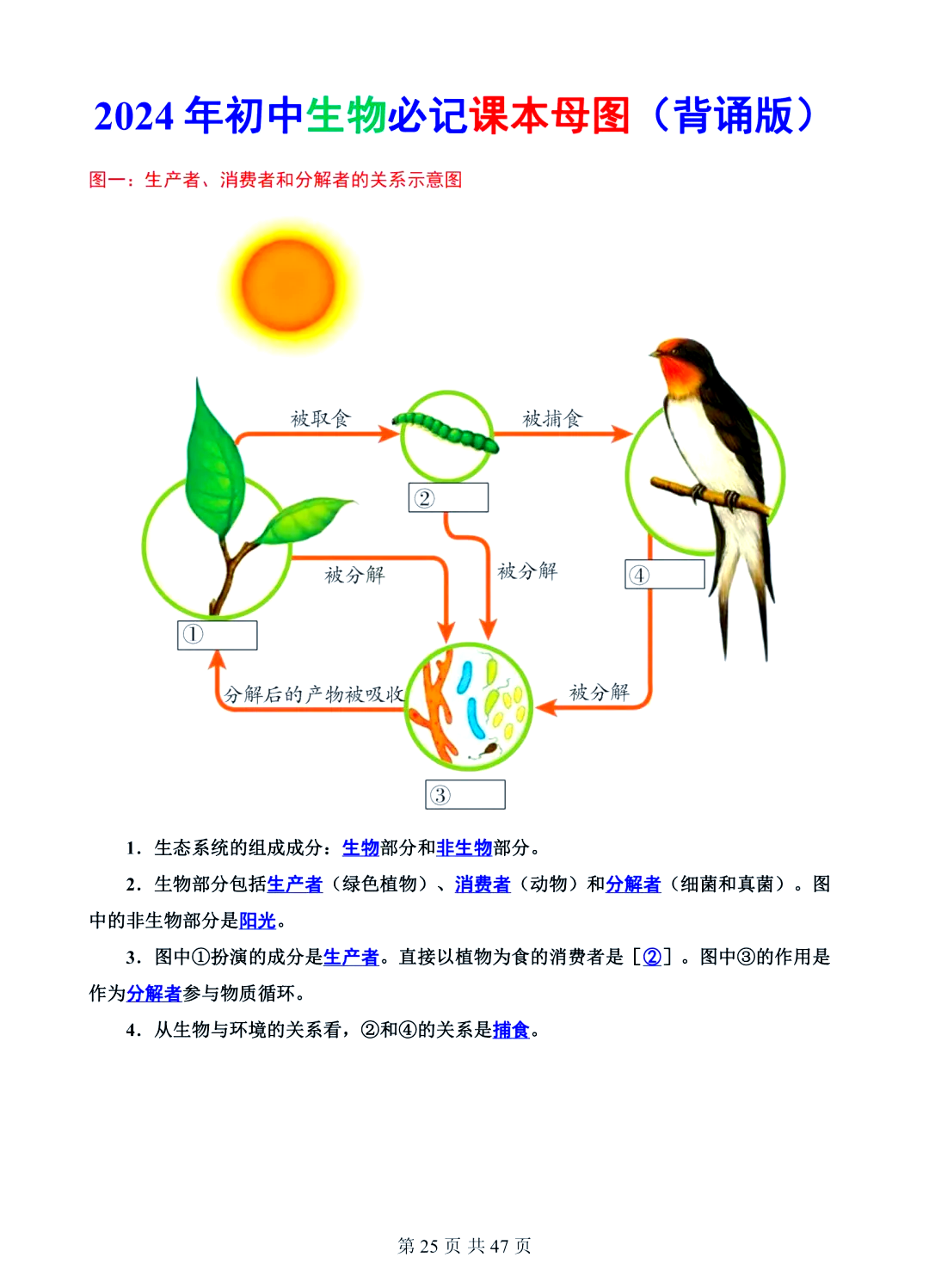 生殖细胞形成过程图解图片