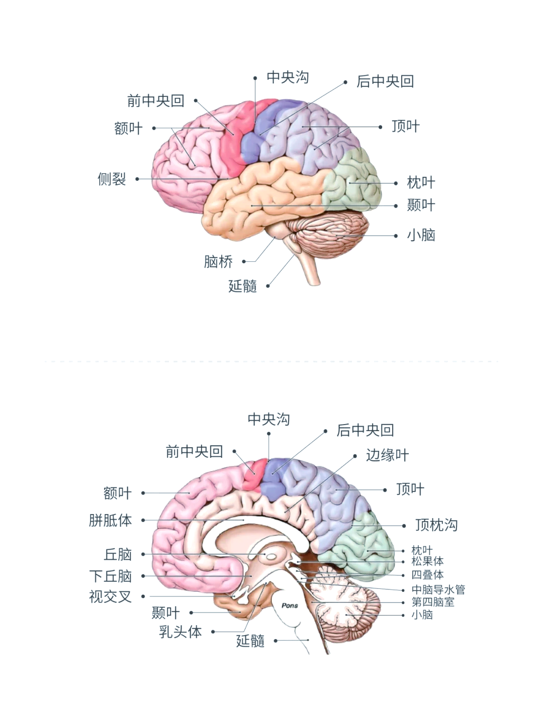 大脑皮质的功能定位图图片