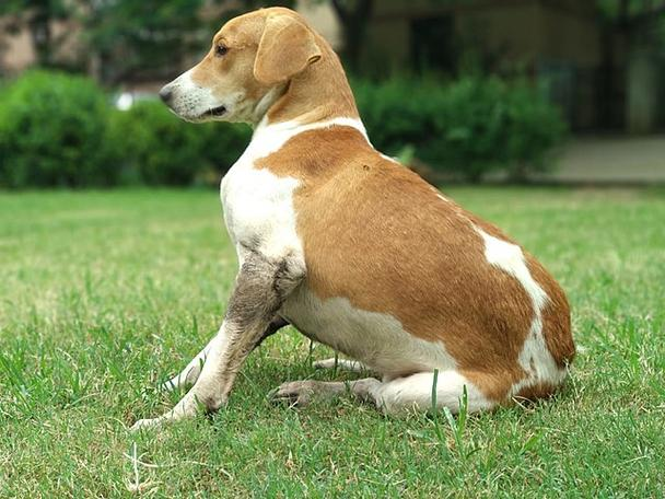 米格鲁猎兔犬智商排名图片