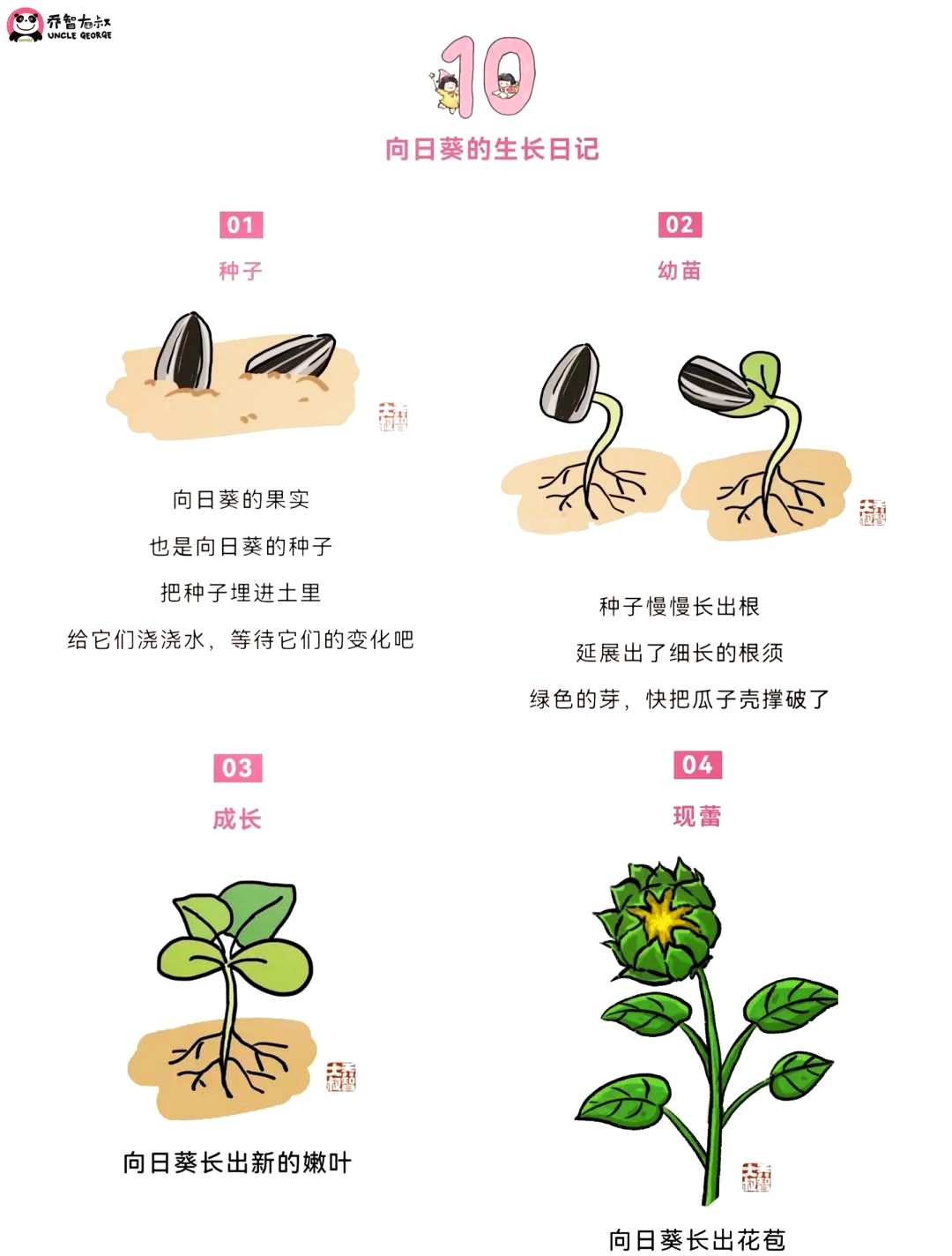 向日葵观察记录表植物图片