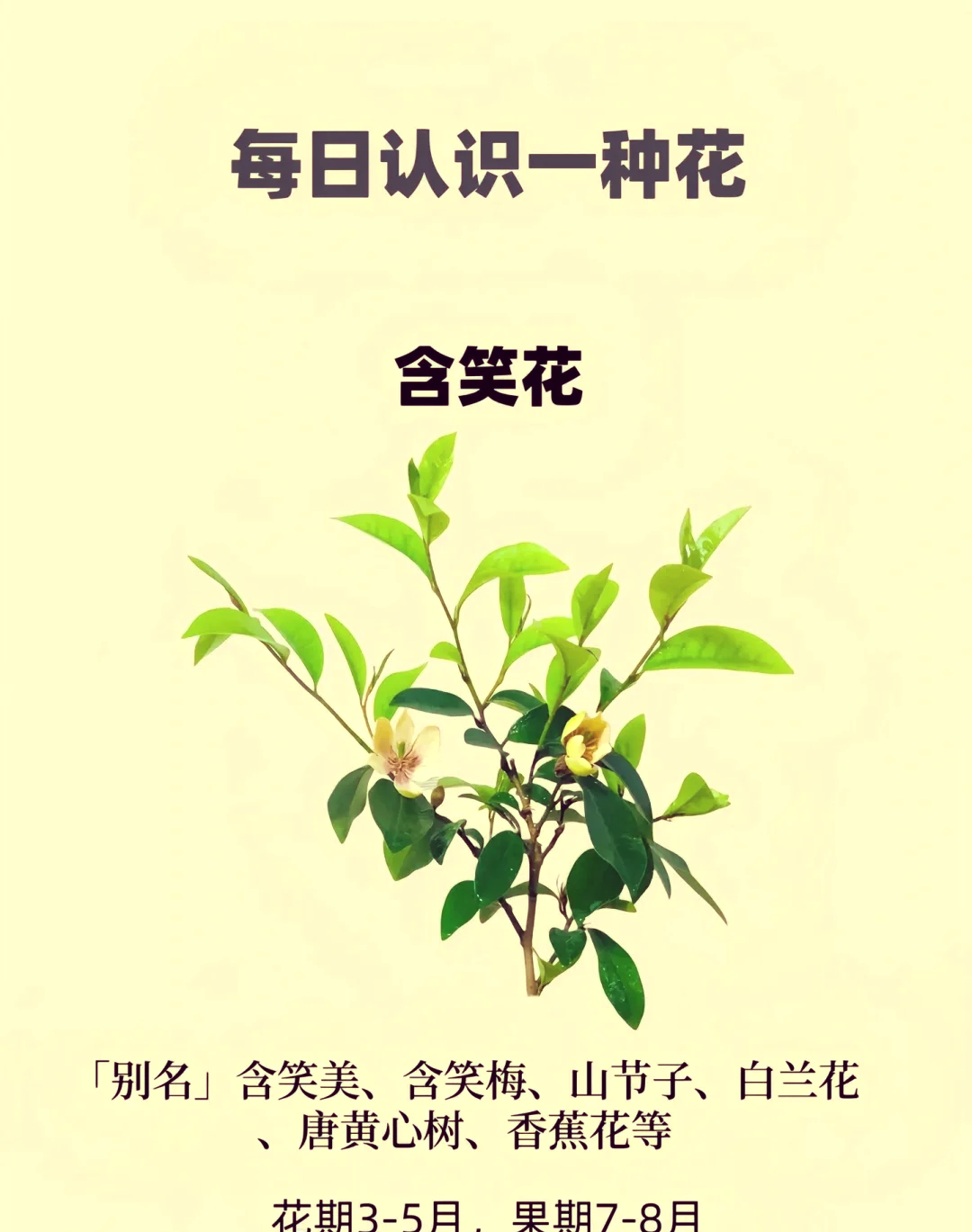 含笑花的寓意图片