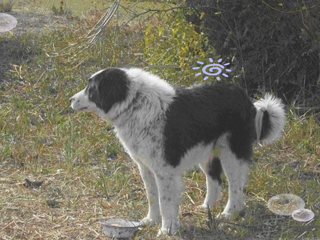 天山獒犬图片图片