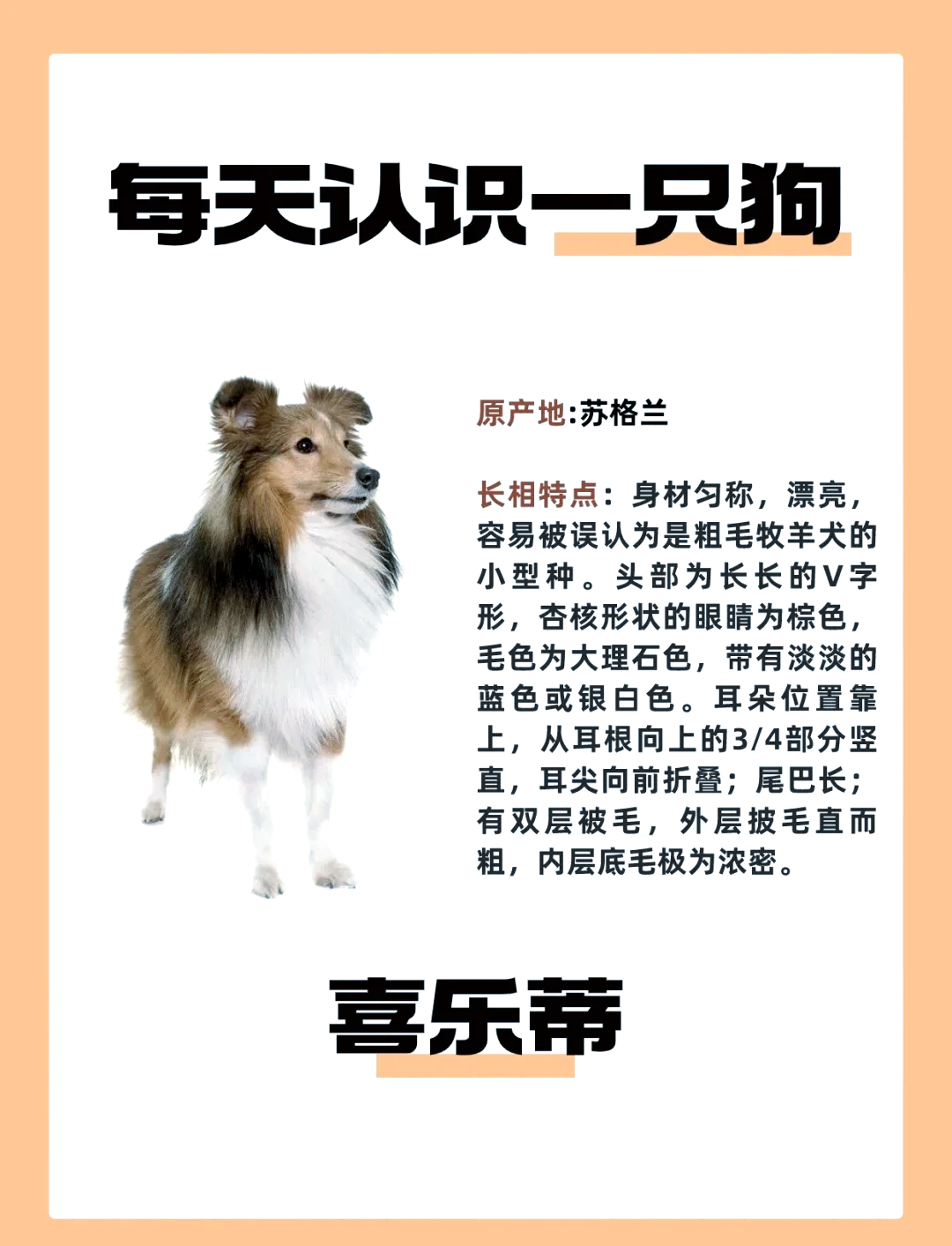 喜乐蒂成年公犬重量图片