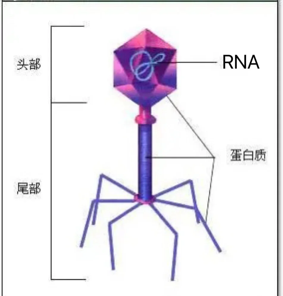 噬菌体裂解酶图片