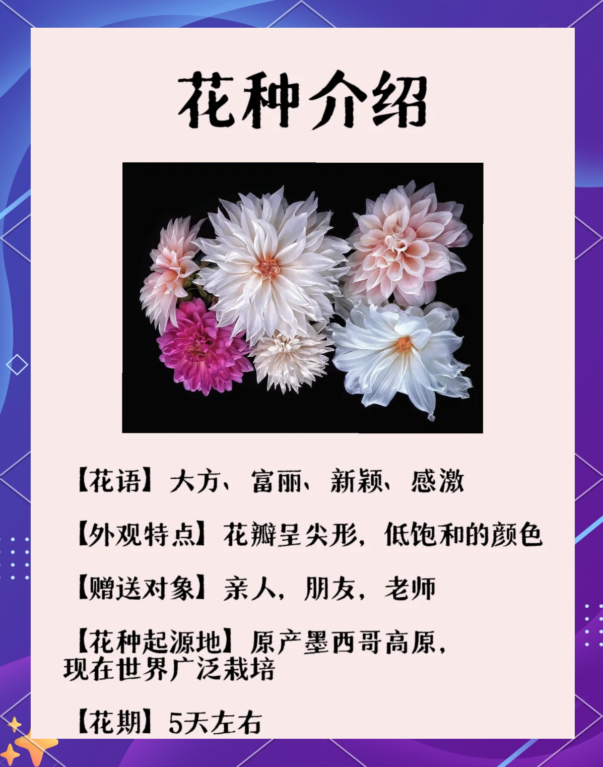 大丽花花语以及图片图片