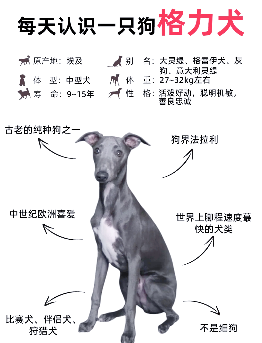 格力犬 竞赛图片