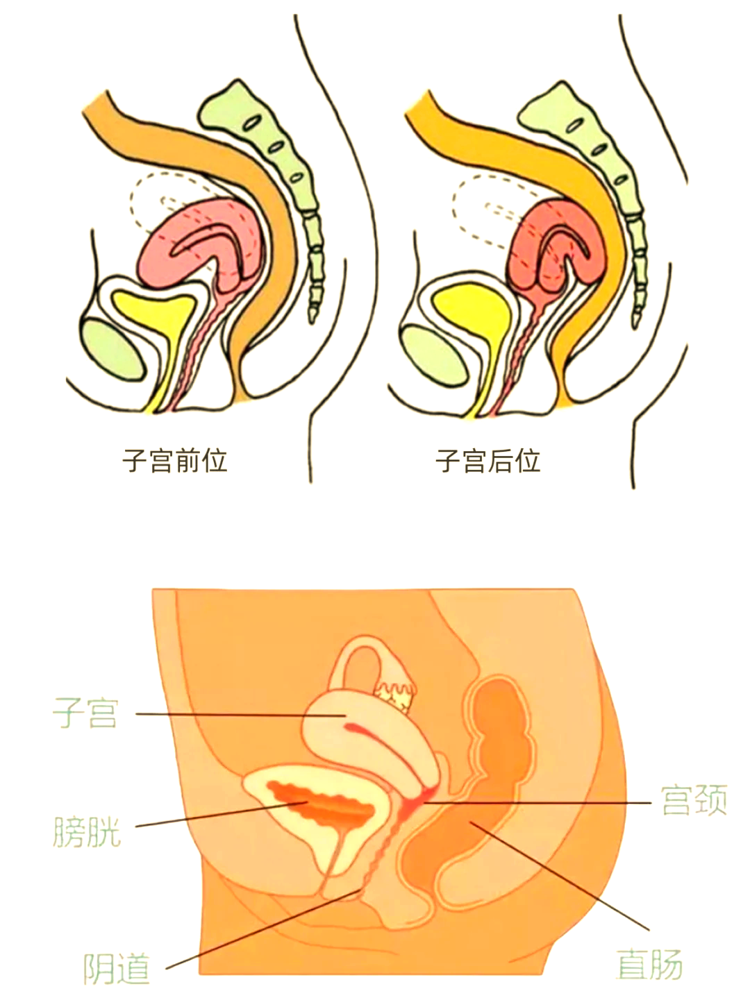 屈膝卧位法图解图片