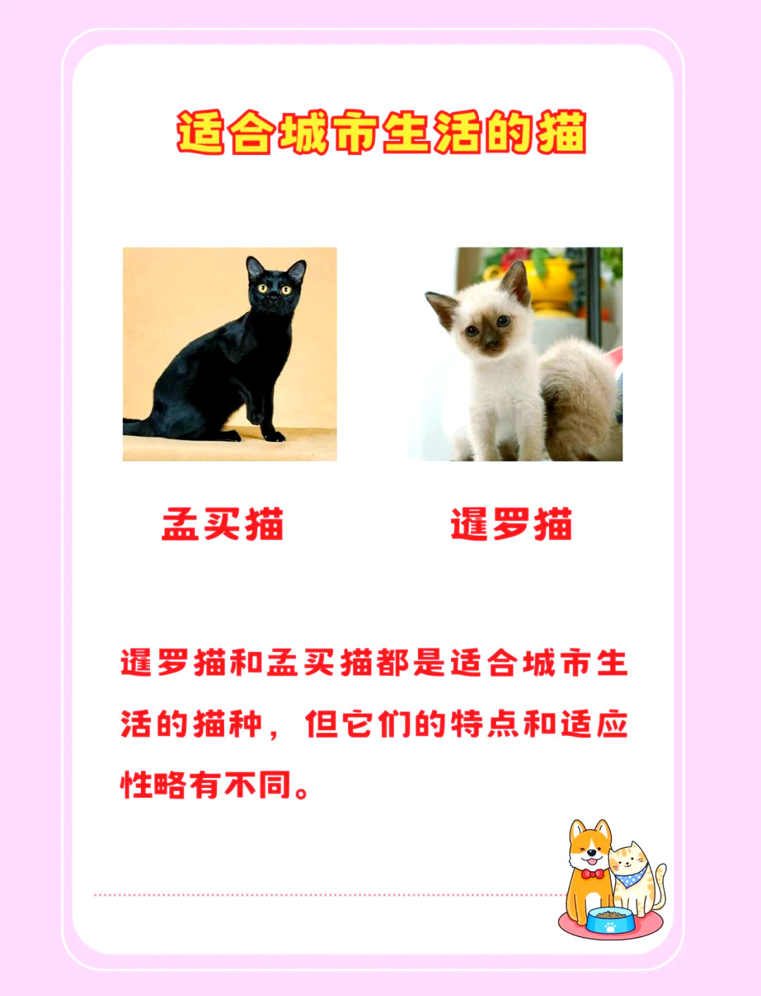 孟买猫特征图解图片