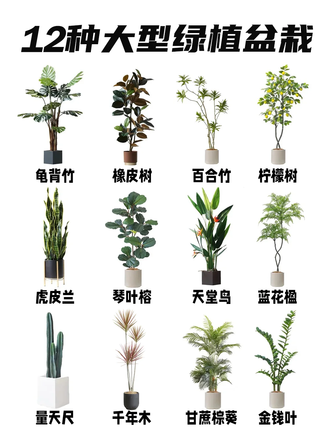 大叶绿植名称图片