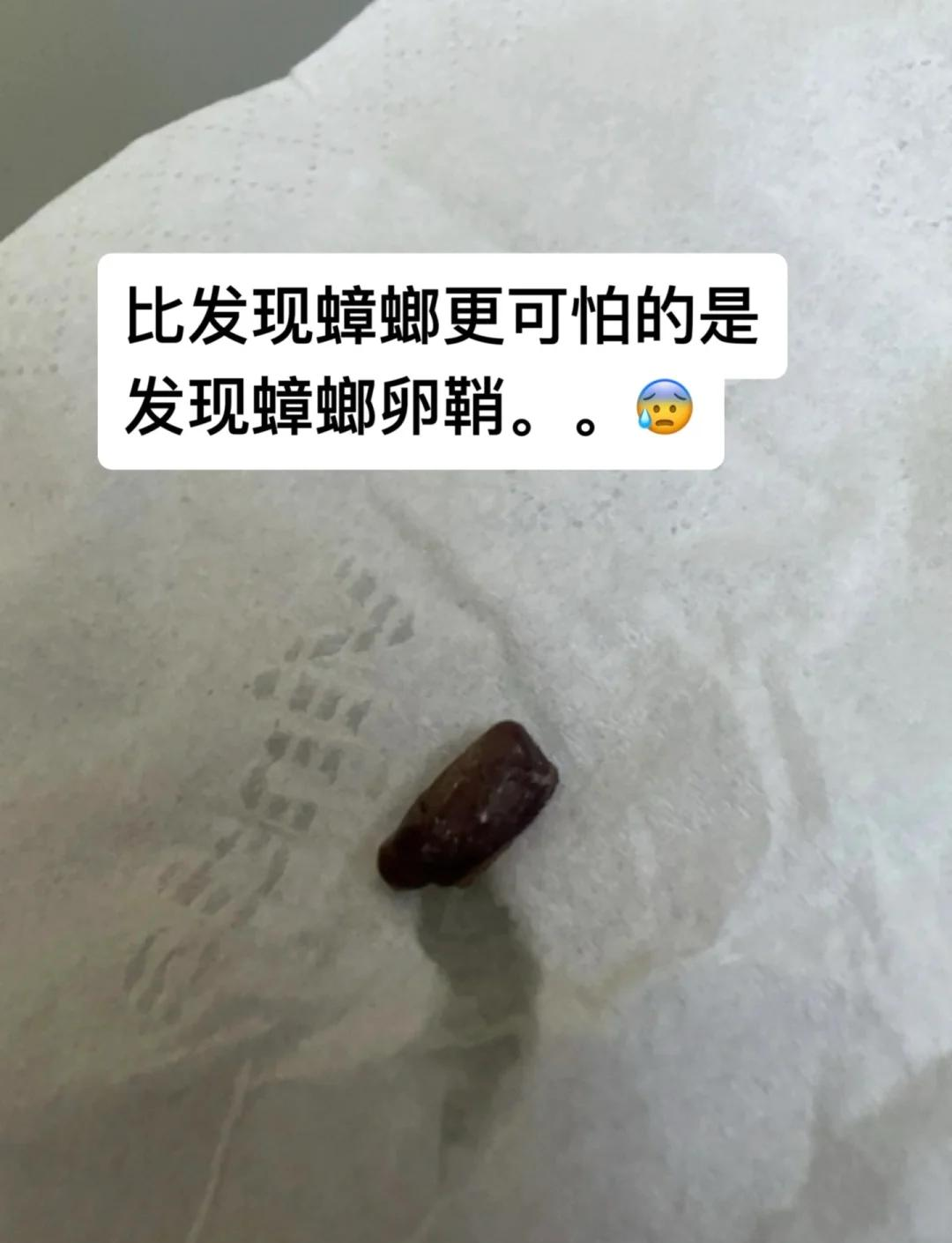 蟑螂卵多大图片