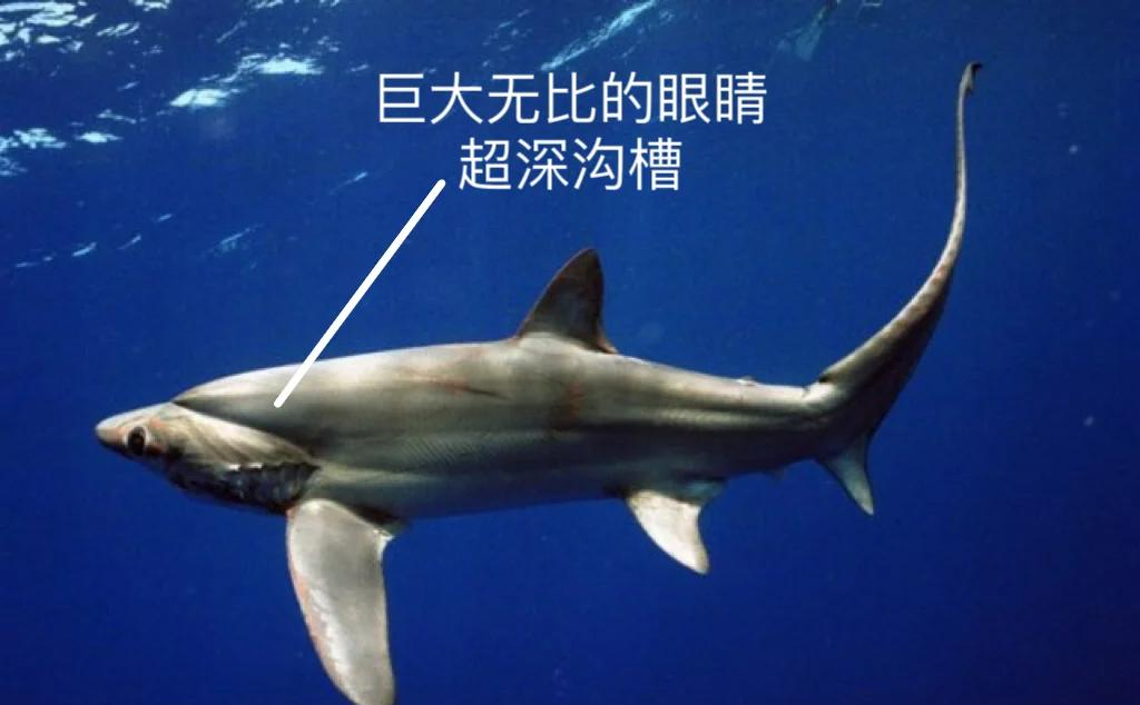 大眼长尾鲨 二次元鲨界的巨星 🦈