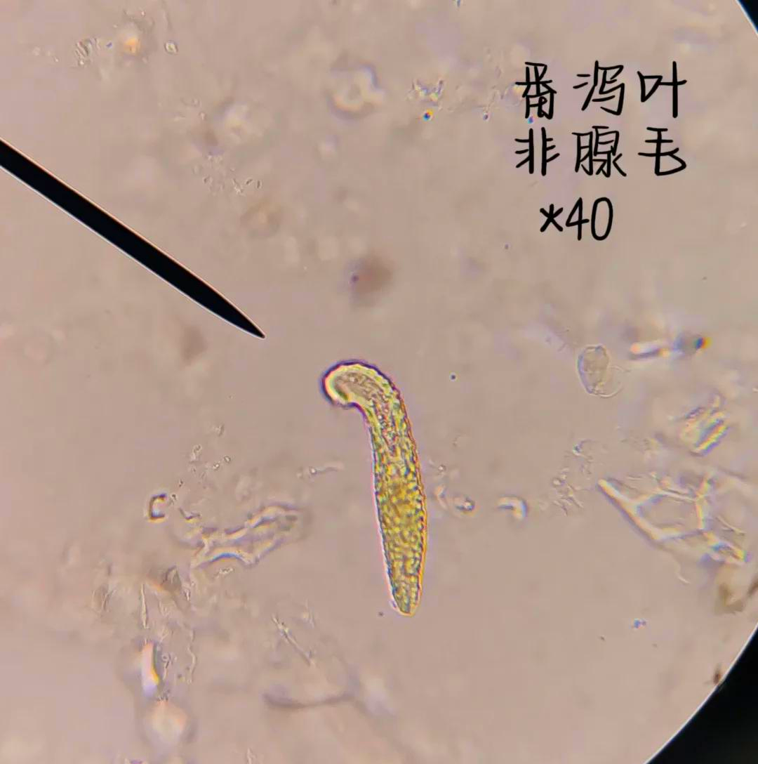 显微镜下的树叶结构图片