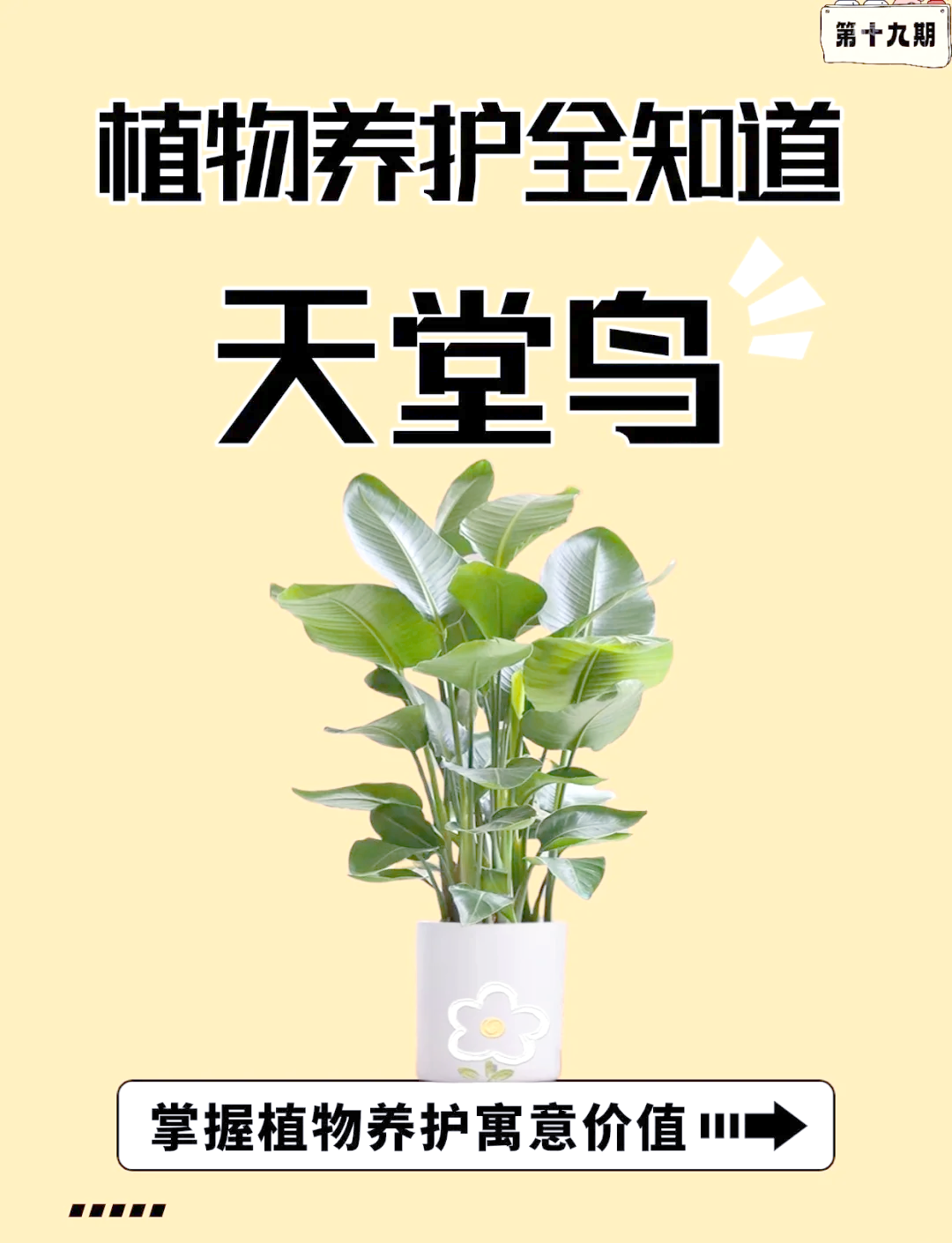 天堂鸟简介图片