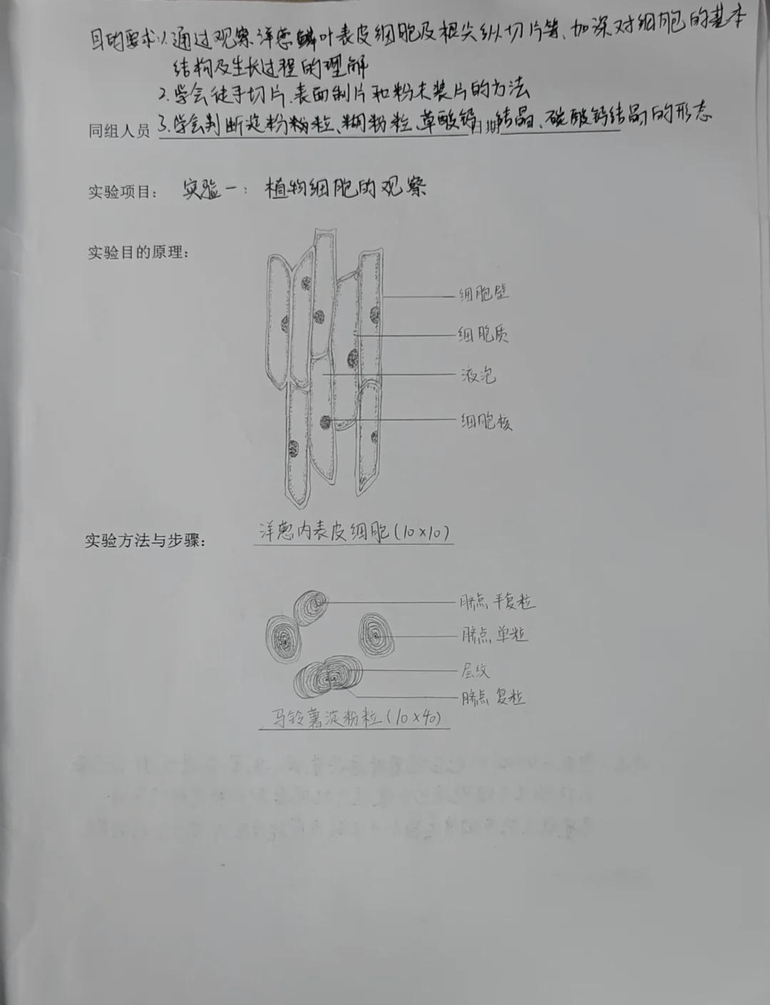 土豆淀粉粒显微图手绘图片