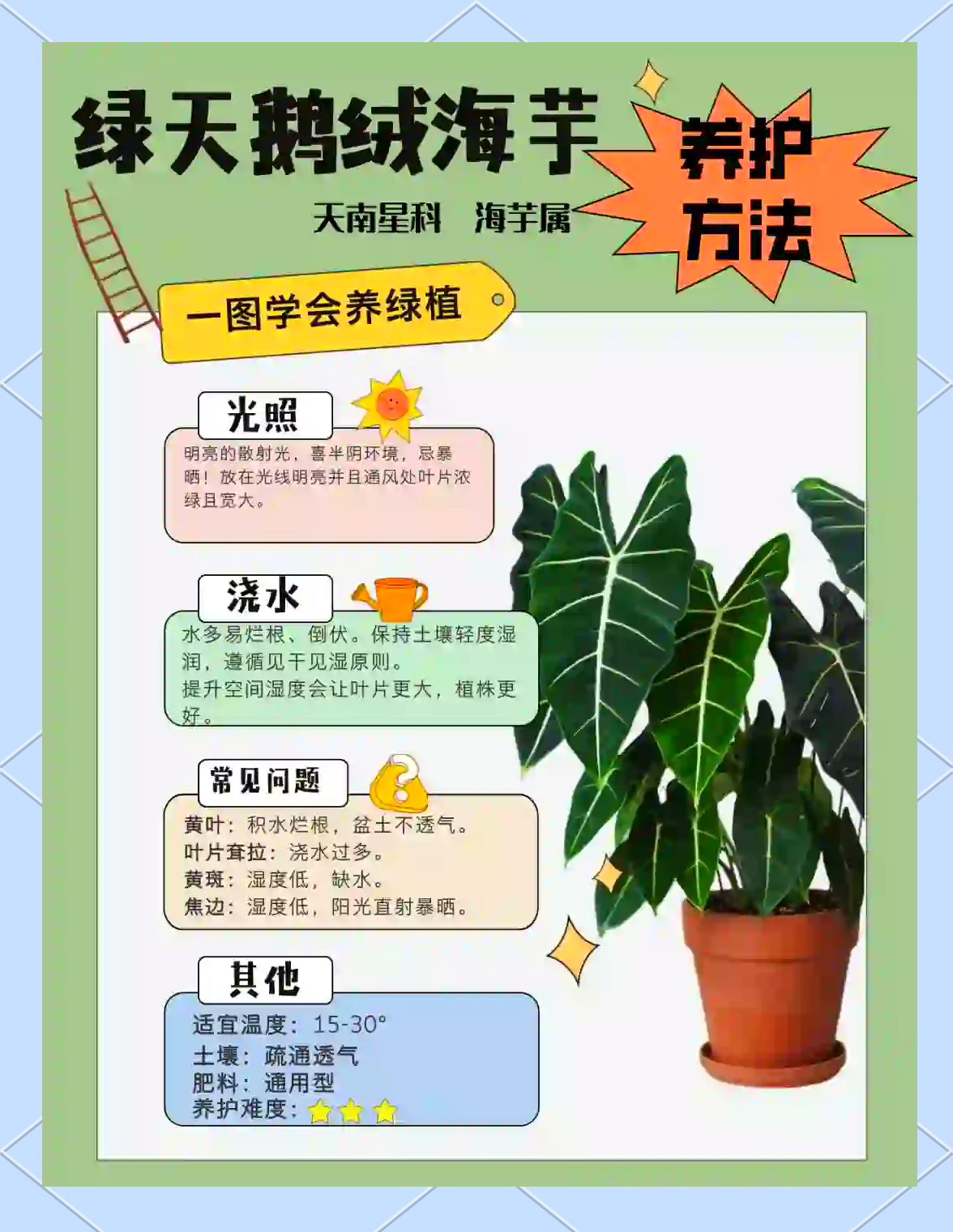 绿天鹅绒海芋