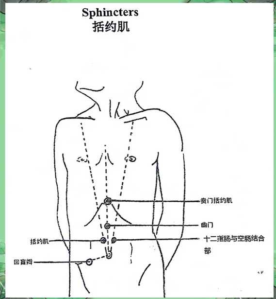 奥迪括约肌痉挛图片