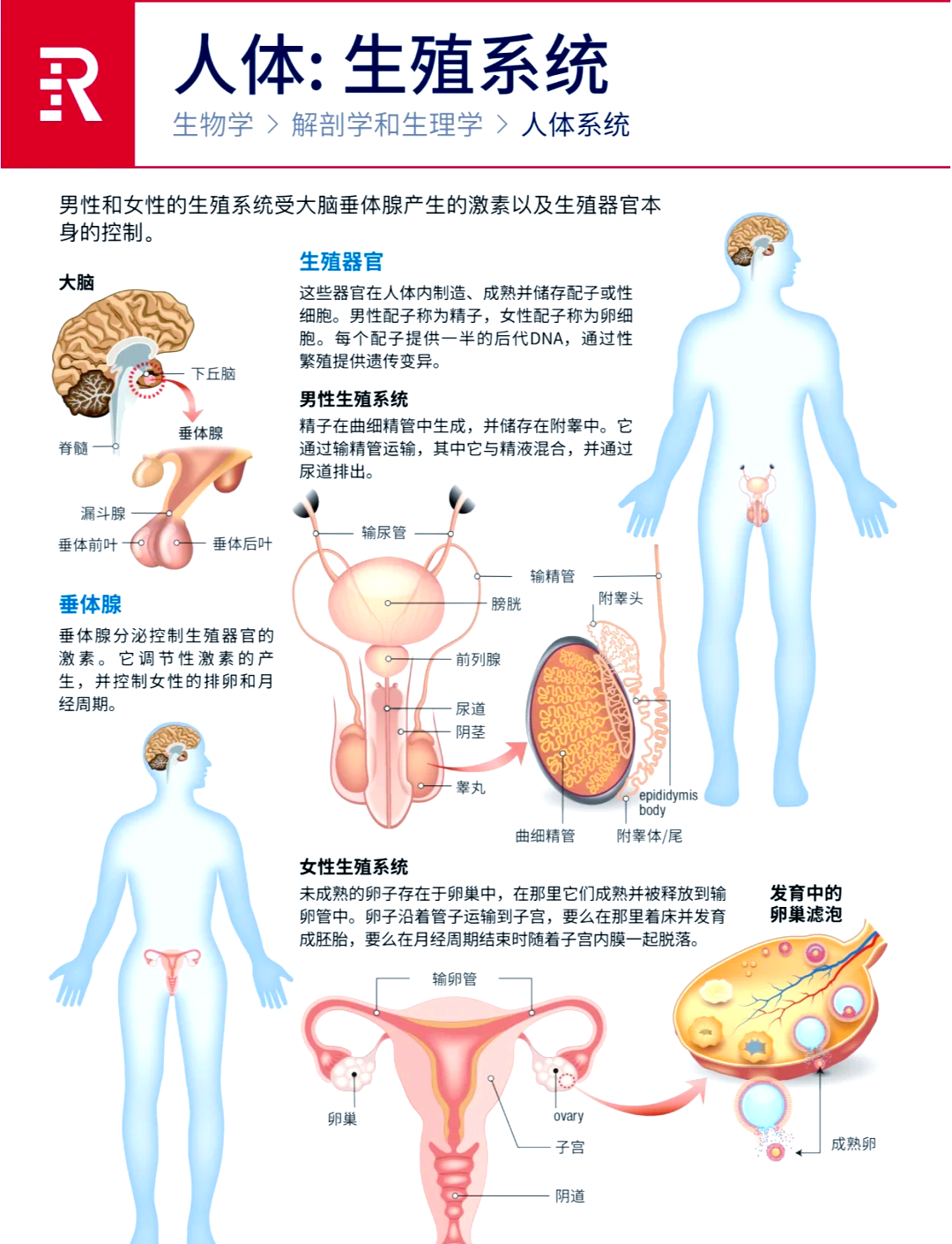 人类是如何繁殖的器官图片