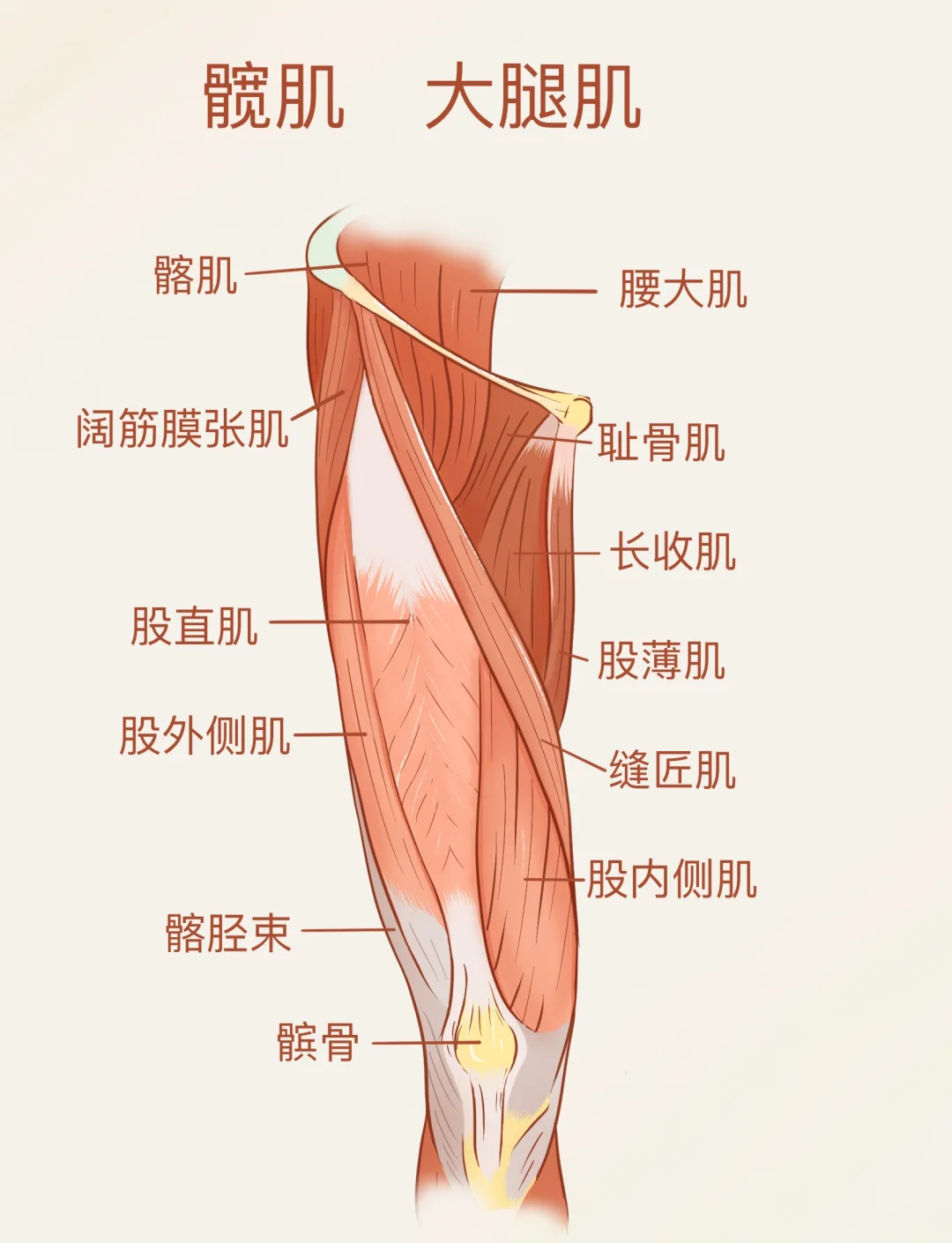 大腿根部与胯连接图图片