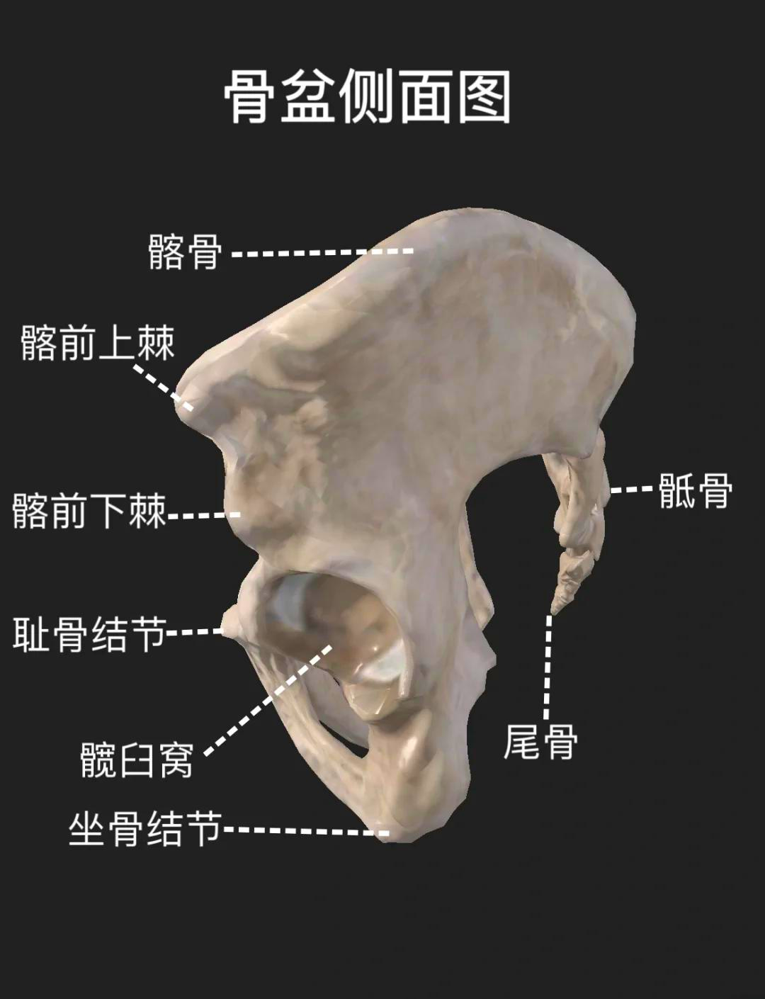 骨盆解剖图 了解你的骨盆结构 98