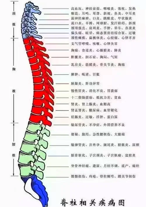 腰背部分区图图片