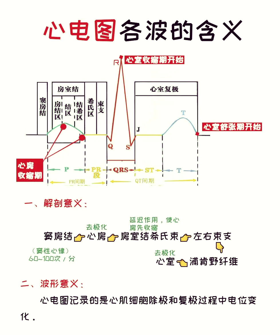 正常心室除极顺序图解图片