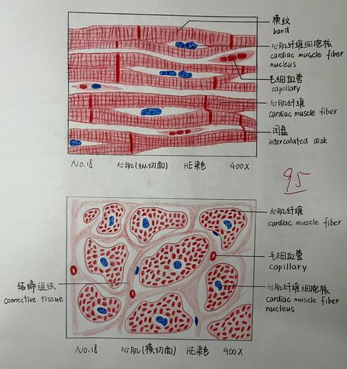 心肌纵切面图片