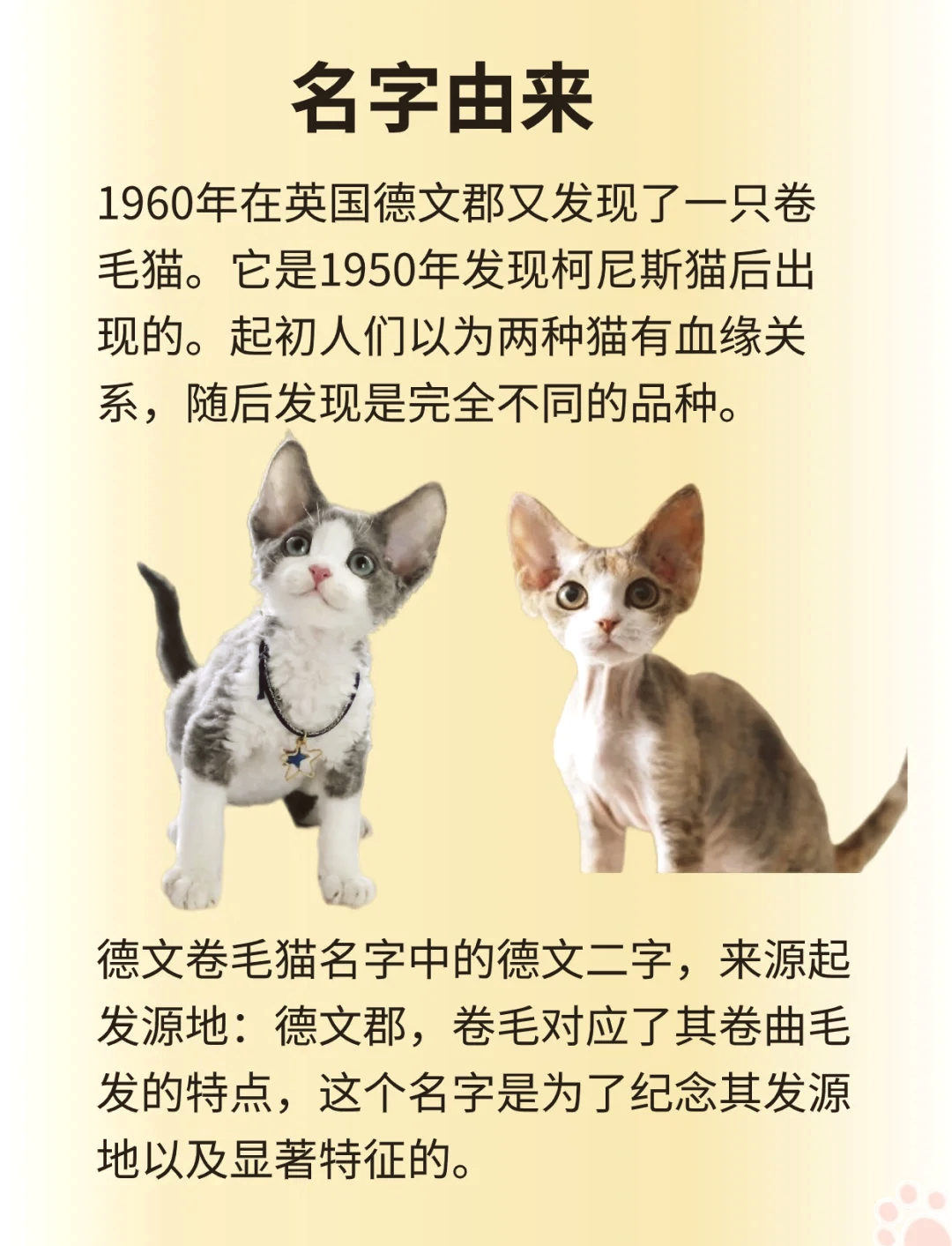 卷耳猫为什么不能养图片