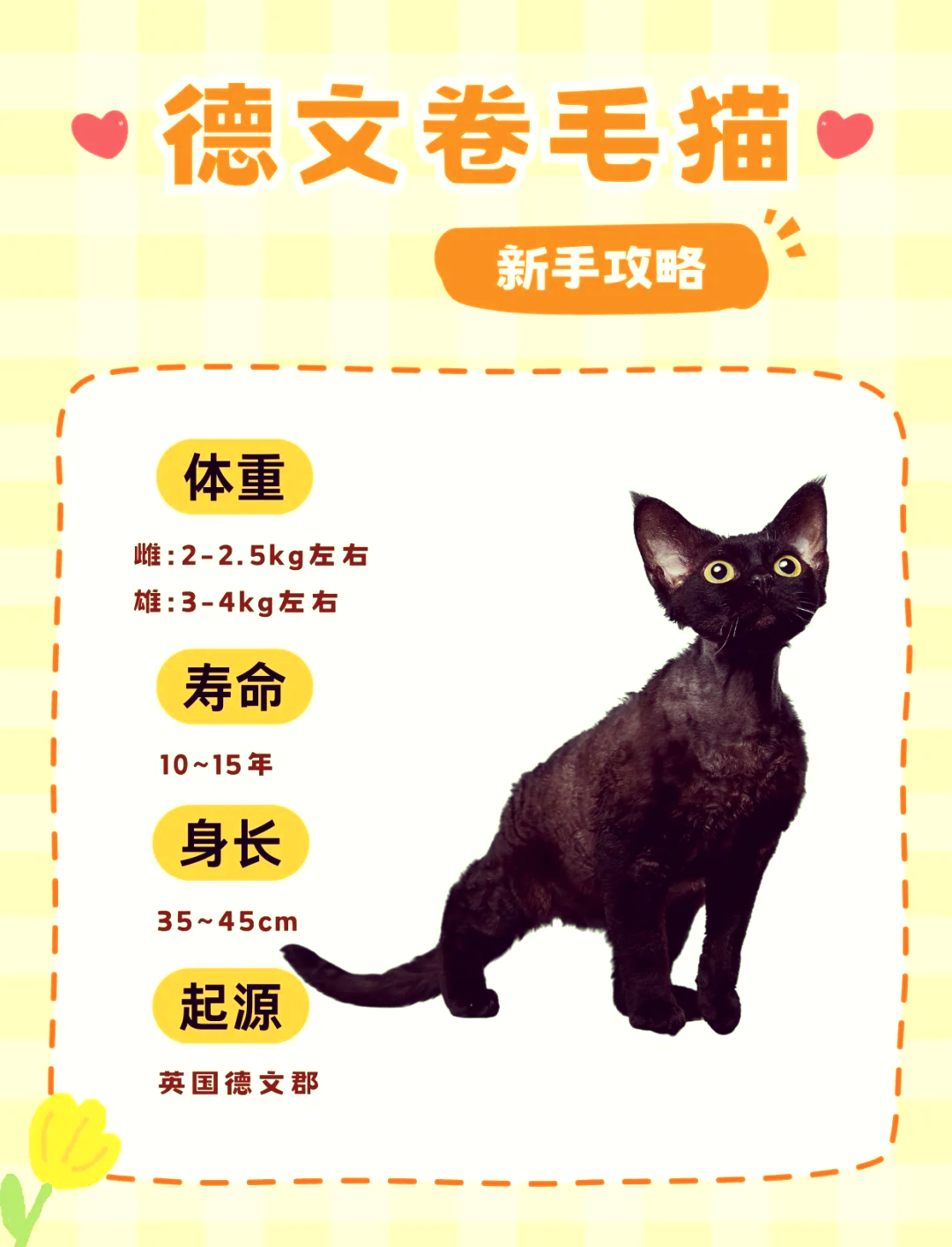 德文卷毛猫基因缺陷图片