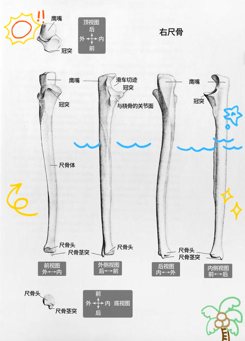 尺骨冠突解剖图片图片