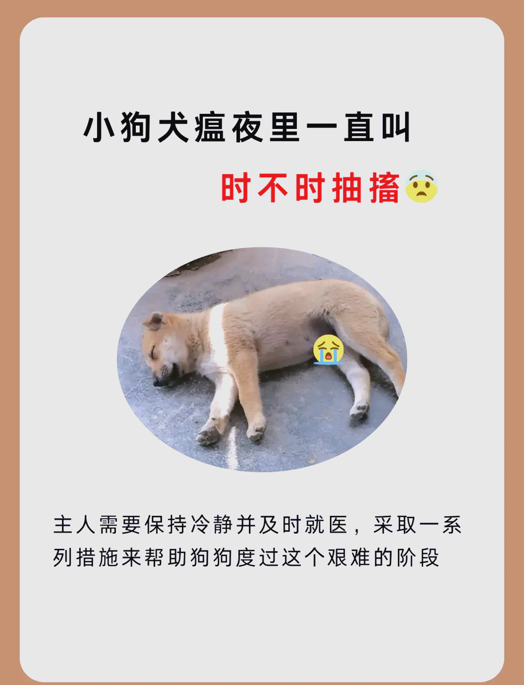 犬瘟热 办法图片