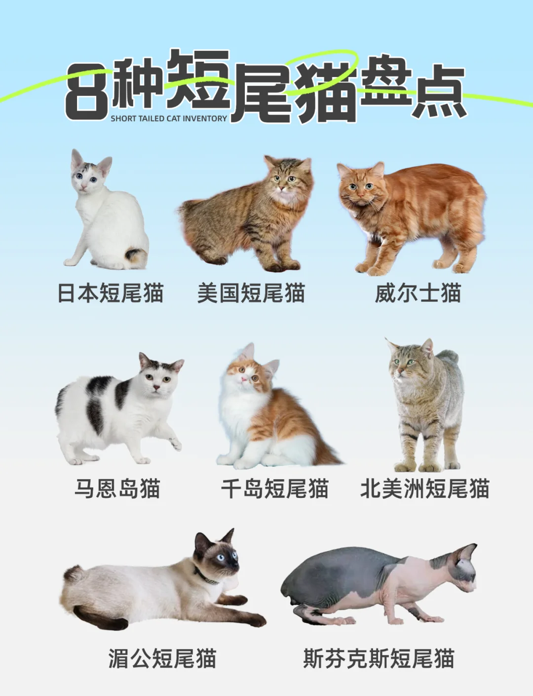 短毛猫的品种及图片图片