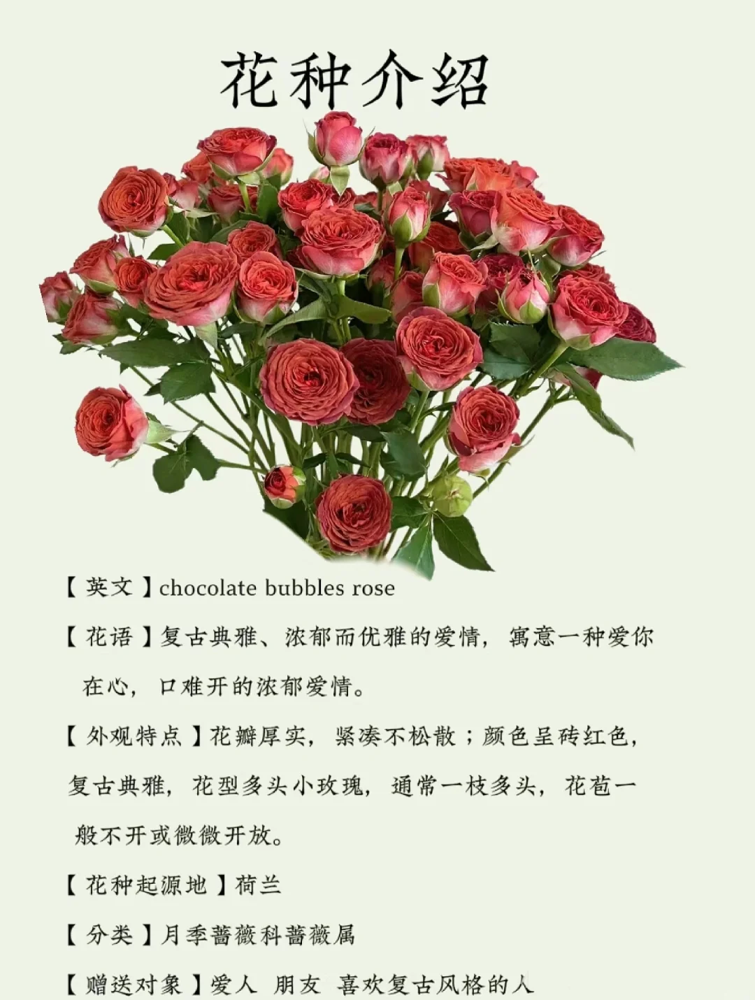 🌹 巧克力泡泡玫瑰 浓郁爱情的花语 🌹