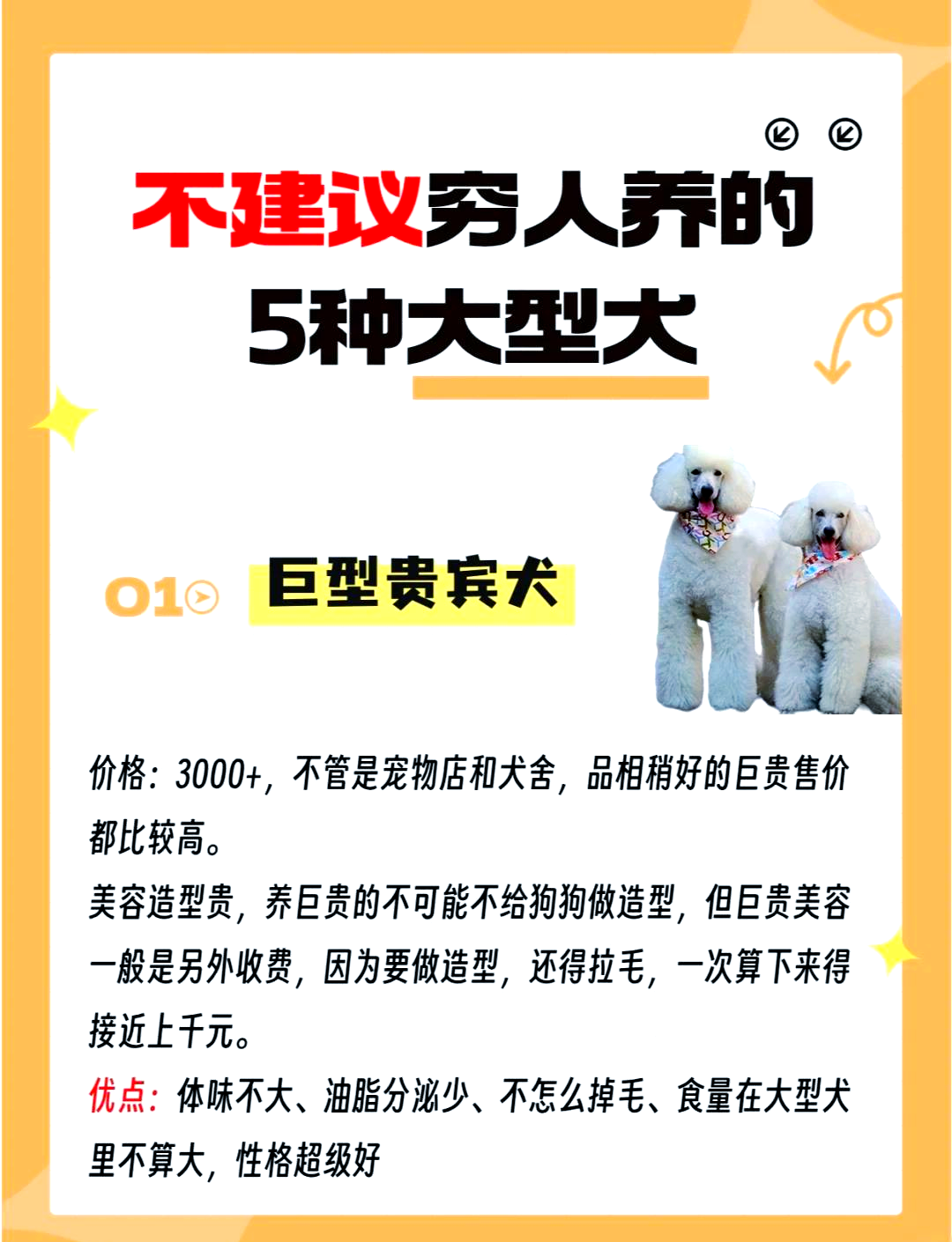 泰迪犬报价图片