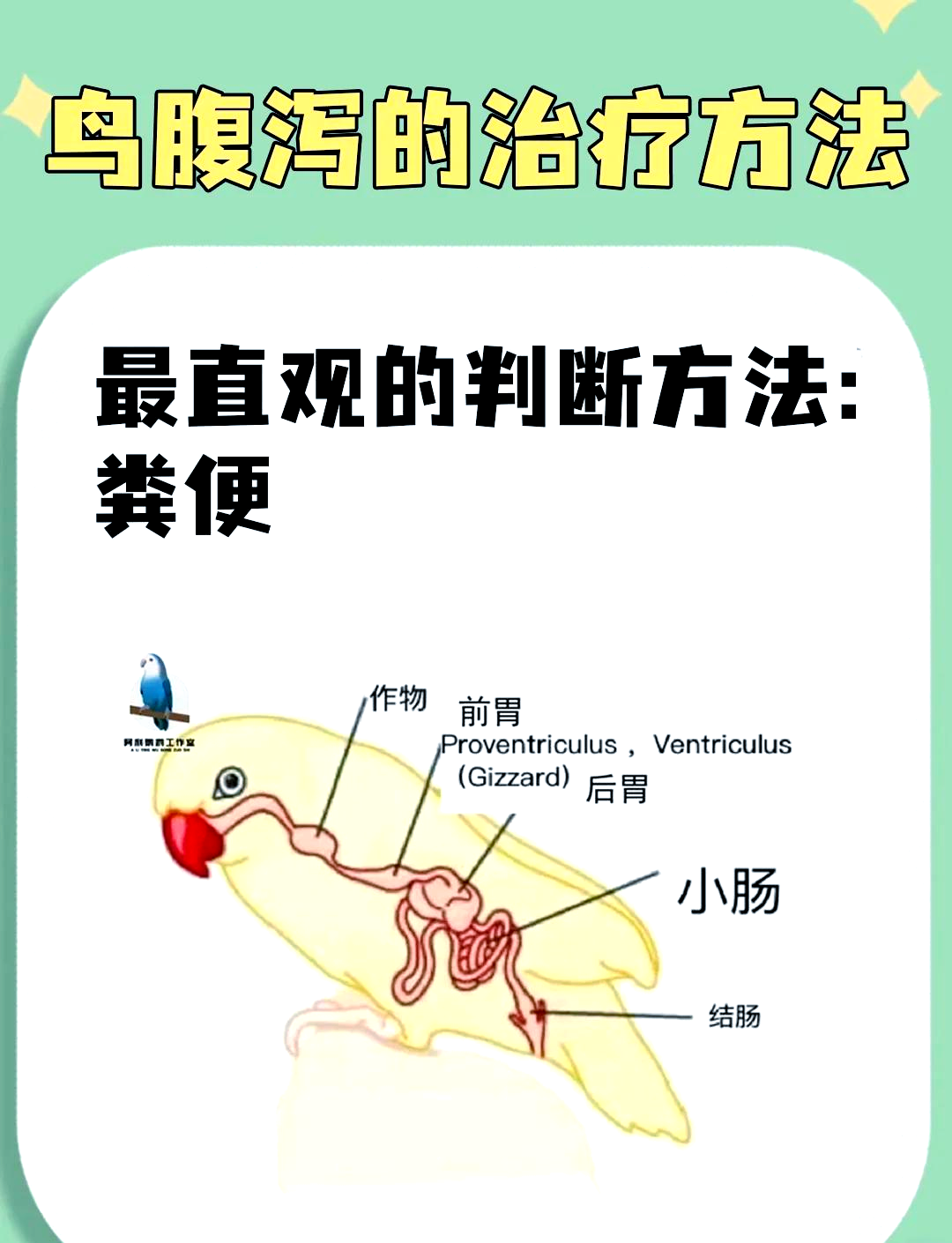 鹦鹉各种粪便的辨认图图片