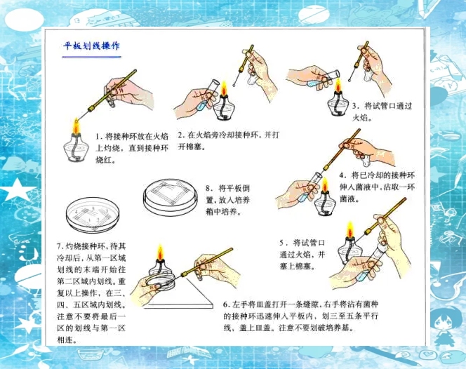 接种环平板划线法图片