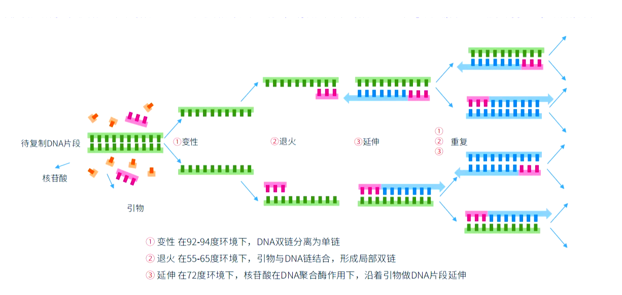 pcr技术图解引物延伸图片