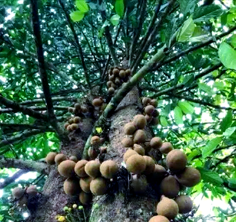 香波果简介 百科图片