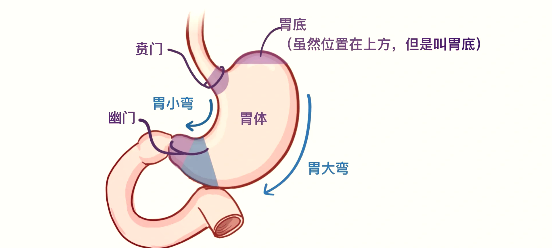 贲门部位在哪个位置图片