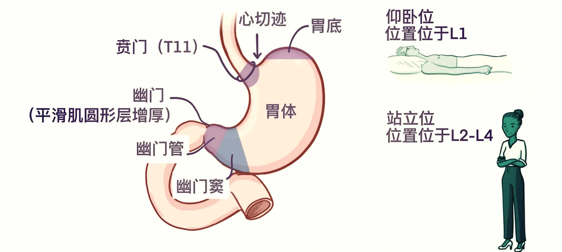 胃贲门在哪个位置图片