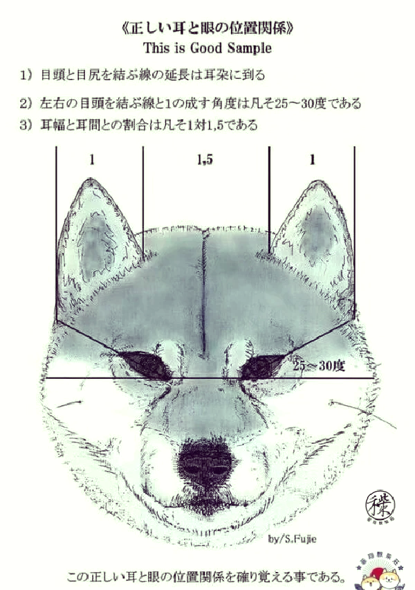 柴犬标准身高体重图图片