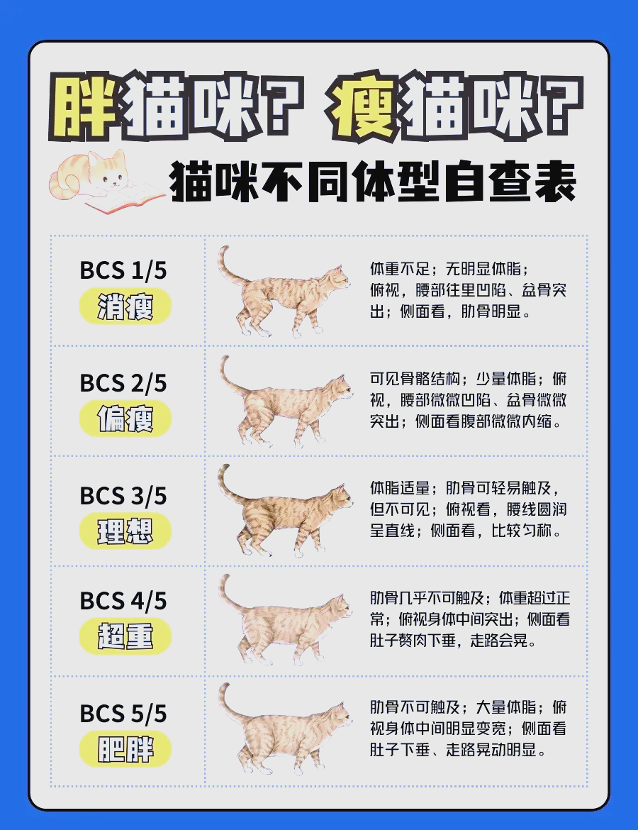 猫是否肥胖体型俯瞰图图片