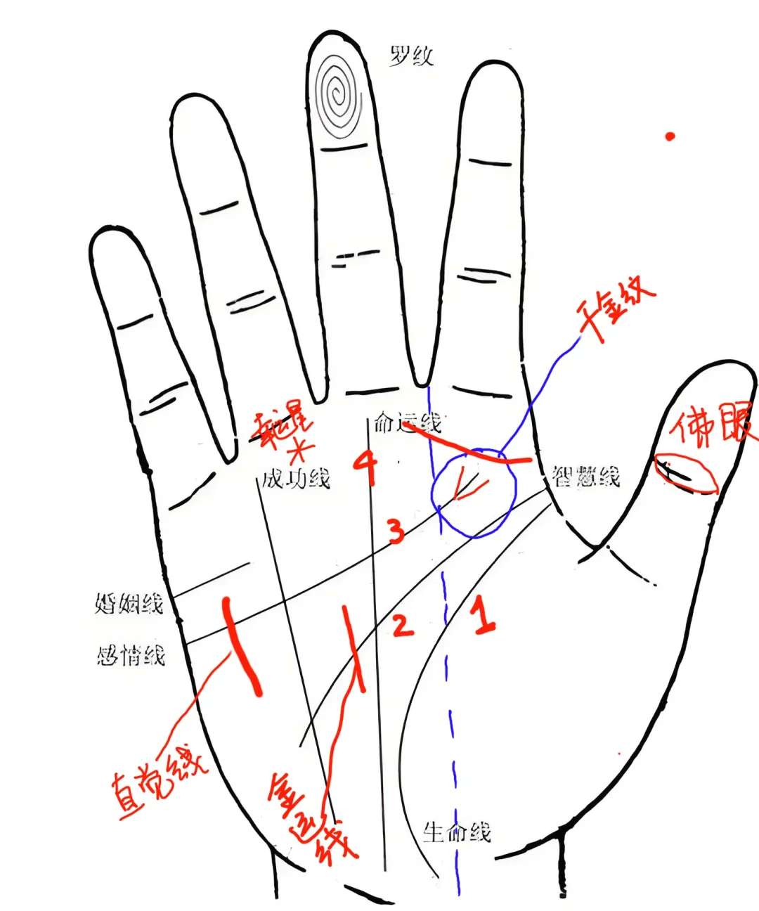 手掌纹三条线图片