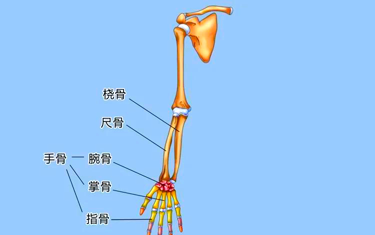 手指各个部位名称图片