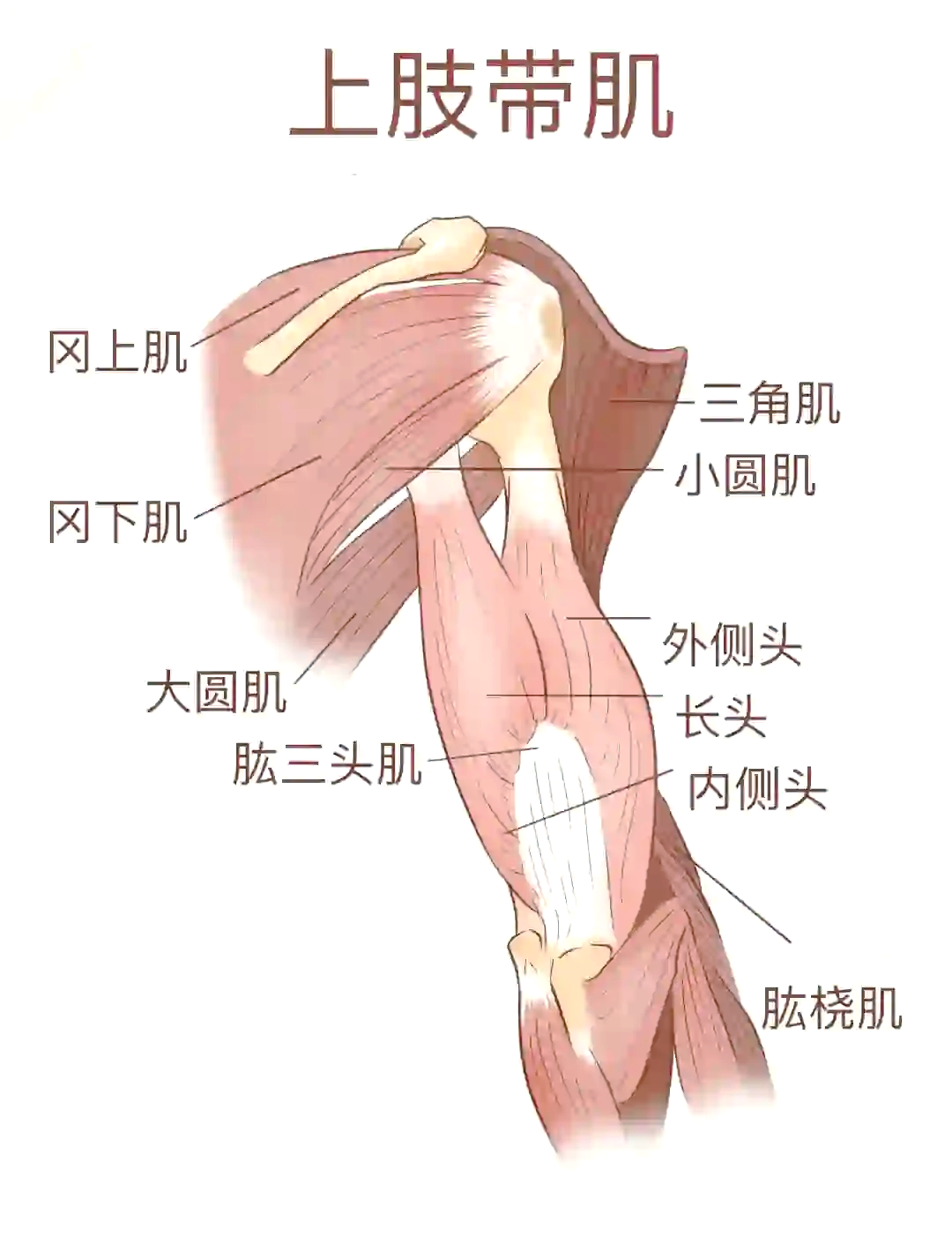 小手臂肌肉图解图片