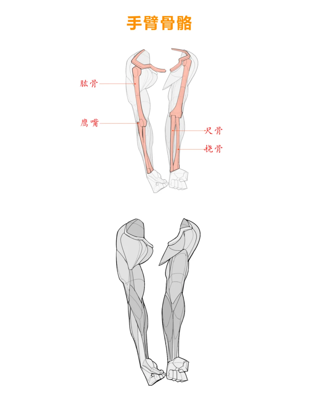 手臂骨头的部位图解图片