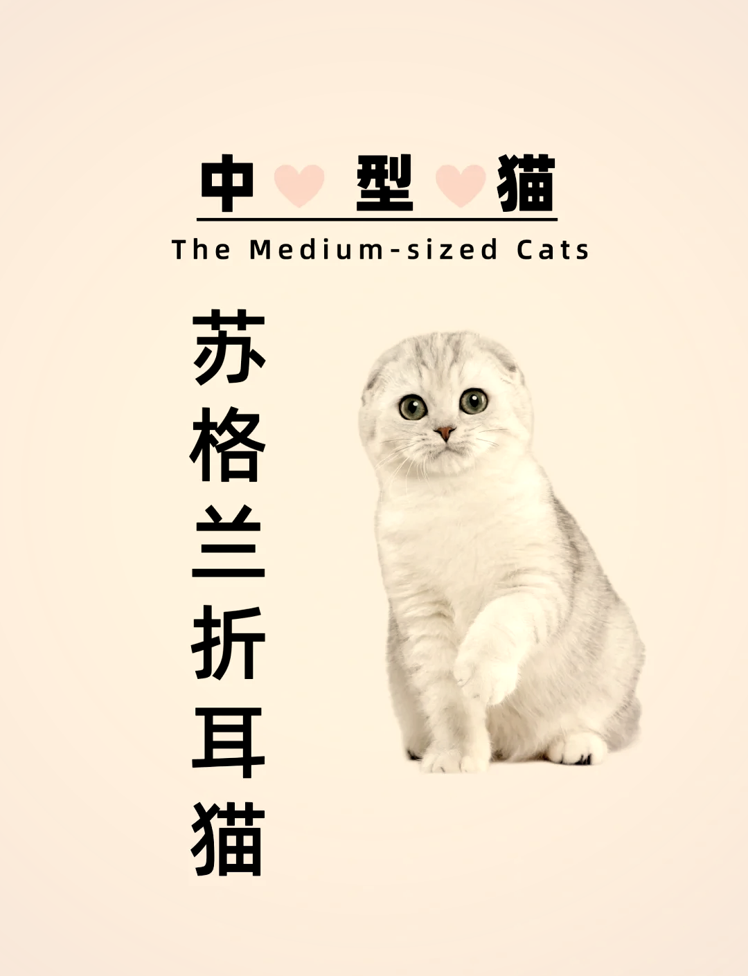 折耳猫刚出生的样子图片