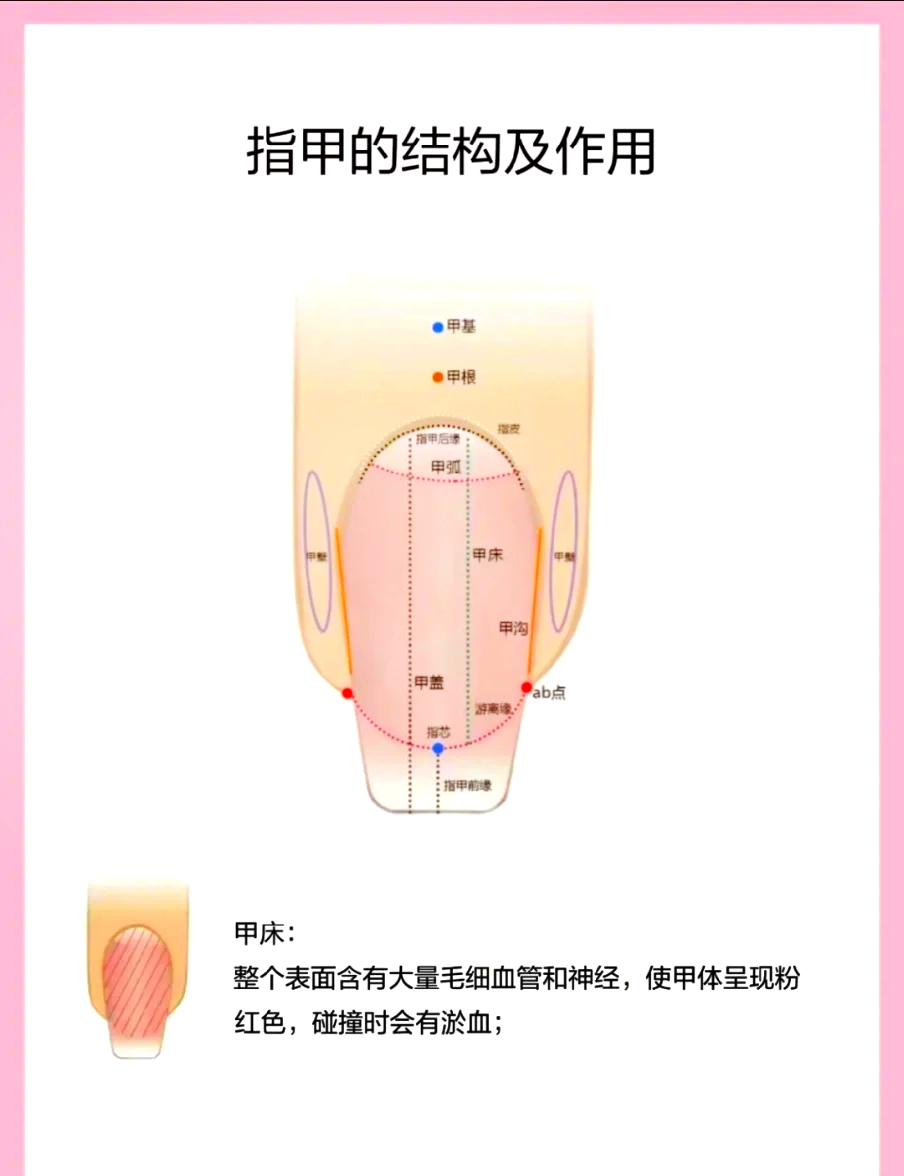 手指甲的结构及解剖图图片