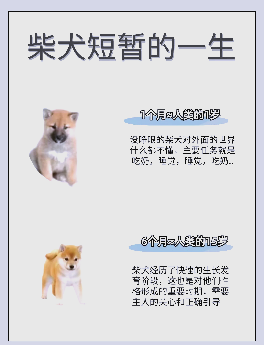 柴犬月份身高对照图图片